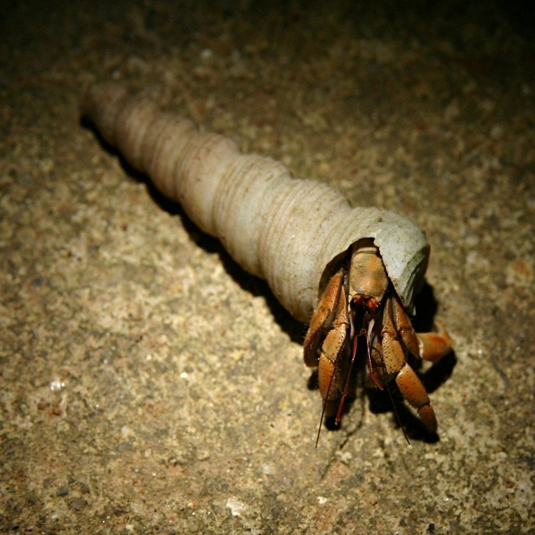 Another Hermit Crab, Khao Lak